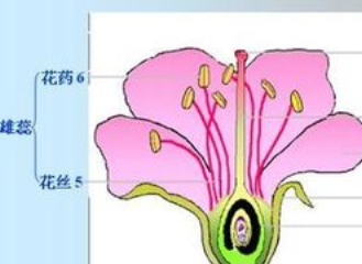 郁金香花蕊结构图片