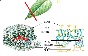 保卫细胞显微图图片