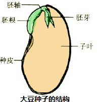 大豆种子结构图手绘图图片
