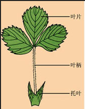 仙人掌的根茎叶示意图图片