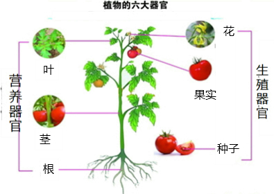 青花菜食用器官图片