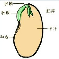 蚕豆种子纵剖图图片