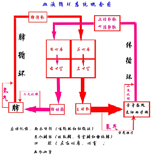 左心房人口_左心房右心房(2)