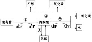 菁優(yōu)網(wǎng)