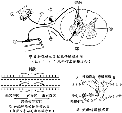 神经感觉平面图图片