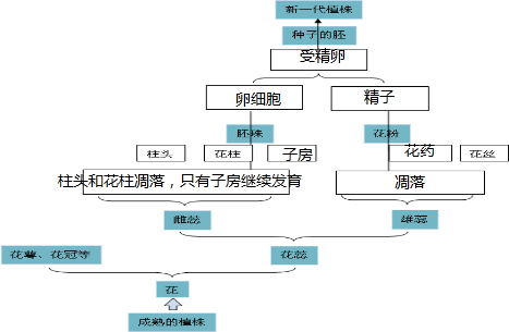 花的生殖过程图片