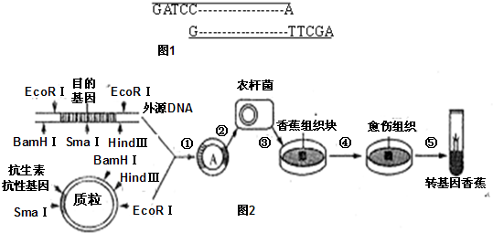 图2是转基因香蕉的培育过程,含目的基因的外源dna和质