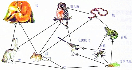 连接的食物链有9条;这些食物链不是互不关联.