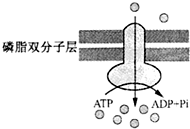 菁優(yōu)網(wǎng)