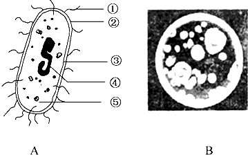 图a是某种细菌的结构示意图,图b表示不同细菌在培养基上生长的情况,请