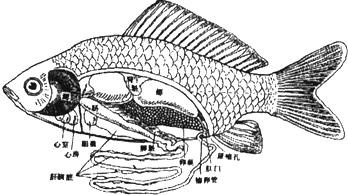 草鱼的解剖图结构图片