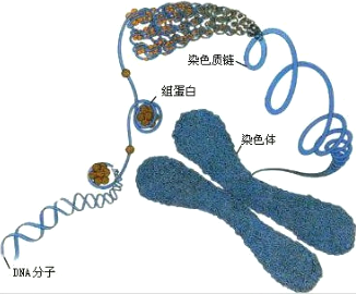 故答案为:蛋白质;dna;dna;dna分子上具有遗传效应的