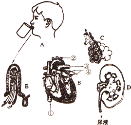 如图是与人体有关的几种生理活动的结构示意图,假如图中男生患了感冒