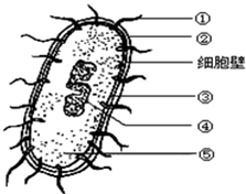 如图是细菌结构示意图,请据图回答