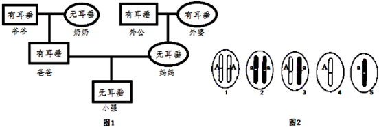 八年級生物性狀遺傳同步練習題