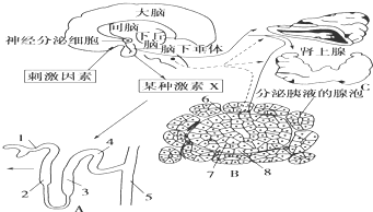 如图表示下丘脑对某些组织器官生命活动的控制,图中a～c表示三种不同