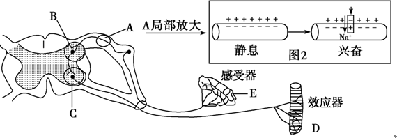 (2013春石台县月考)如图为人缩手反射相关结构的示意图,请分析并回答