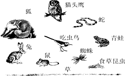 猫头鹰 食物链图片