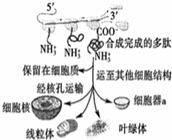 菁優(yōu)網(wǎng)