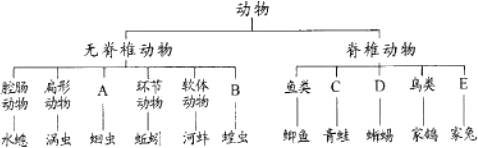 下面是部分動物的分類圖解,請分析回答