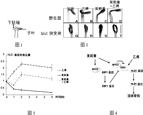 菁優(yōu)網