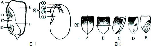 如圖1所示分別為一粒玉米和一粒菜豆的結構,請據圖並結合所學知識回答