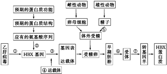 科學家經研究發現:乙肝病毒hbx蛋白間接調控宿主細胞內許多基因的轉錄