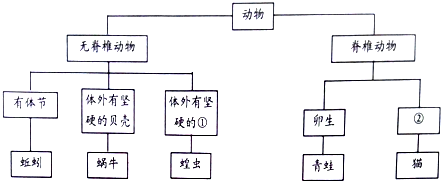 蚂蚱思维导图怎么画图片