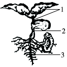 菁優(yōu)網