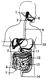 菁優(yōu)網(wǎng)