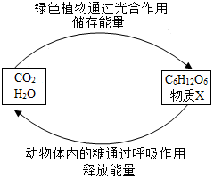 菁優(yōu)網(wǎng)