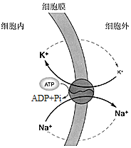 菁優(yōu)網(wǎng)