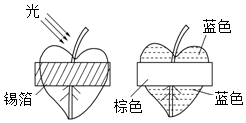 菁優(yōu)網(wǎng)