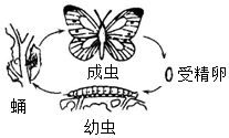 菁優(yōu)網(wǎng)