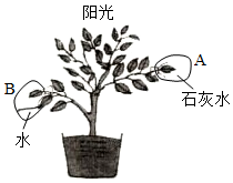 菁優(yōu)網(wǎng)