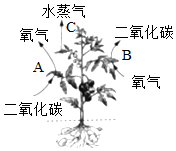 菁優(yōu)網(wǎng)