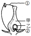 菁優(yōu)網(wǎng)