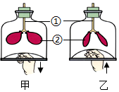 菁優(yōu)網(wǎng)