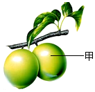 菁優(yōu)網(wǎng)