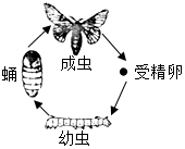 菁優(yōu)網(wǎng)