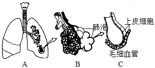 菁優(yōu)網(wǎng)