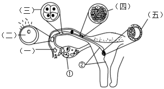 菁優(yōu)網