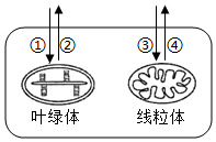 菁優(yōu)網(wǎng)