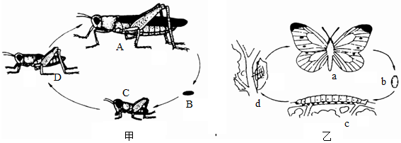 菁優(yōu)網(wǎng)