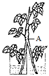 菁優(yōu)網(wǎng)