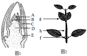 菁優(yōu)網(wǎng)