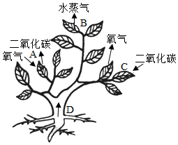 菁優(yōu)網(wǎng)