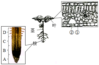 菁優(yōu)網(wǎng)