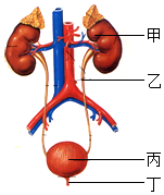 菁優(yōu)網(wǎng)