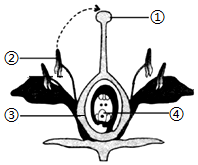 菁優(yōu)網(wǎng)